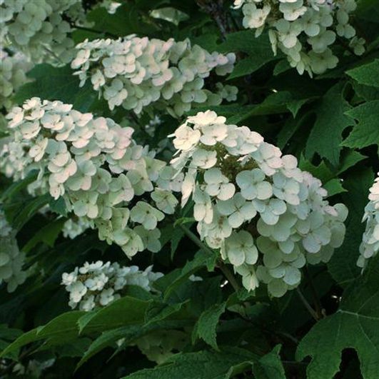 Hydrangea quercifolia 3L 5023242999647